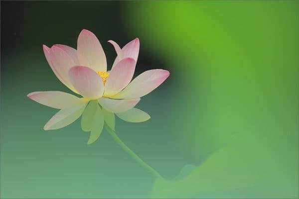 最唯美的句子：心如莲花。人生就会一路芬芳