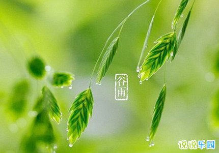 2020谷雨经典祝福语 谷雨最好的祝福短信