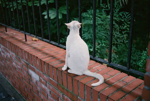我的世界。轮不到你来指手画脚