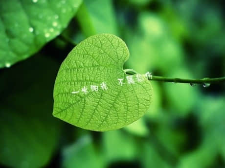 带图片的优美句子 唯美的图片说说短语