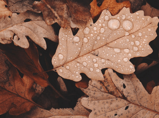 心烦低落的伤感说说：爱情是一场病。是一场早早晚晚要生的感冒