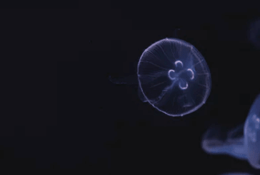 心痛无奈的爱情伤感说说：我们之间总有一天会成为无人提起的过往
