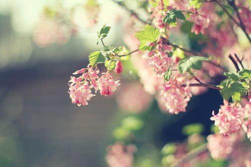 带图片的伤感说说