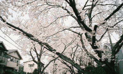 伤感难过的爱情说说：如果没有遇见,岁月的记忆也不会成为流泪的