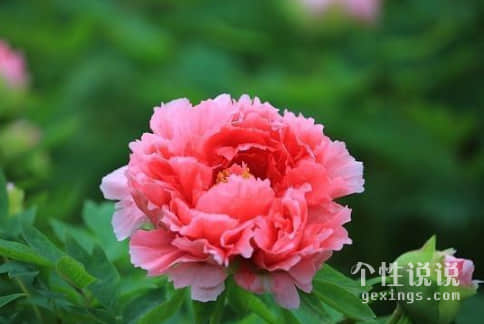 关于胖子的搞笑说说（40条）