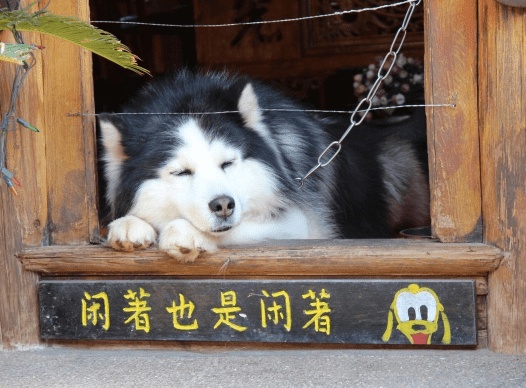 幽默风趣的搞笑说说：白天睡不死,晚上死不睡
