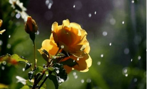 适合下雨天看的搞笑说说：下雨天我喜欢蓬头散发。这样更有气氛