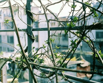 让人心动的心情说说;都说你眼中开倾世桃花,却如何一夕桃花雨下