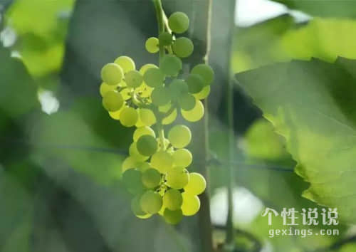 感到心酸泪目的心情短语（56条）