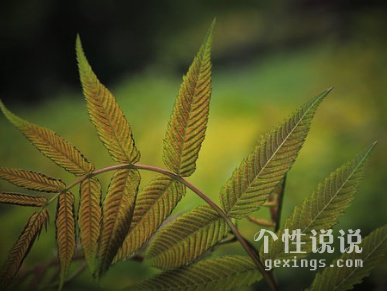 默默承受痛苦心疼自己的心情短语大全（57条）