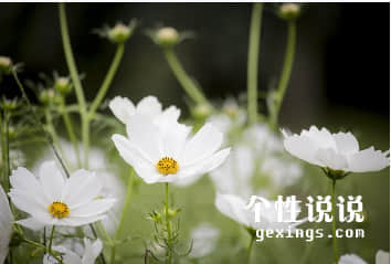 美好句子说说心情短语（65条）