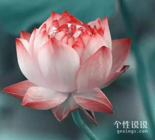 深刻人生感悟的心情短语（74条）