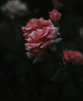 满心怨念的心情短语：明明是你来招惹我的。爱的撕心裂肺的却是我