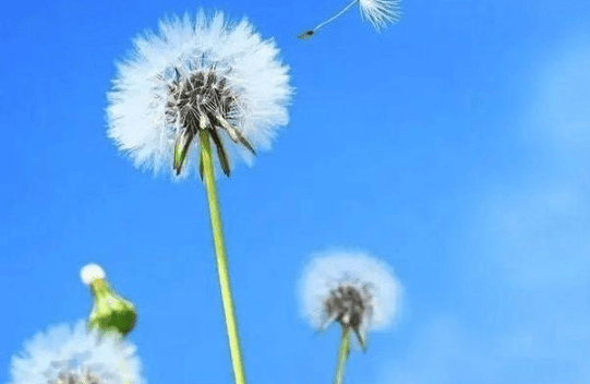 治愈内心的励志说说：走着走着。花就开了！