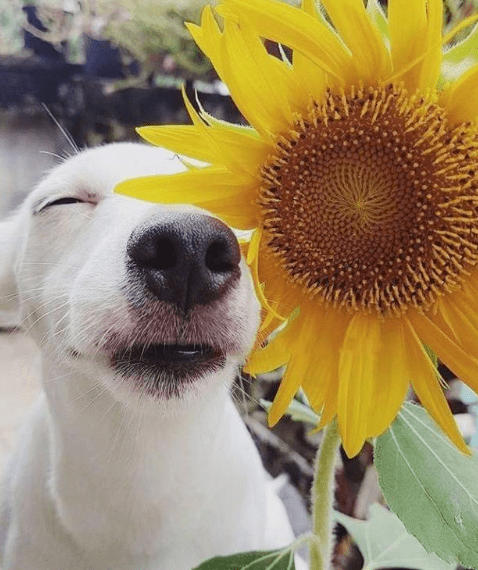 励志说说配超呆萌图片大全！