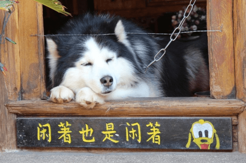 励志唯美说说：爱是心中的蔷薇。永远不会败落