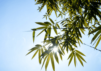 每当暖暖的阳光照在身上。就会有一种被幸福笼罩着的感觉