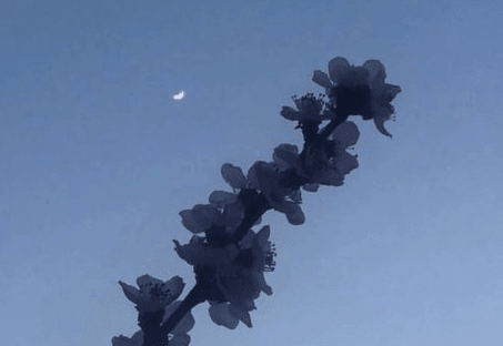 生命因短暂而宝贵。友谊因稀少而珍贵
