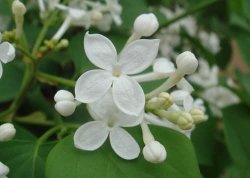 丁香花开的日子