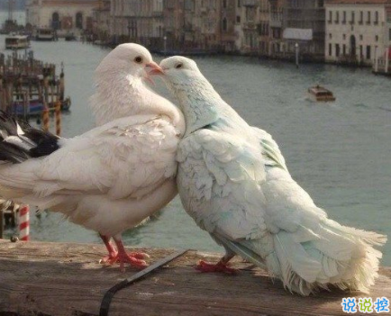 很暖很治愈的短句带唯美图片 打不开的心结就系成蝴蝶结2