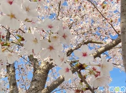 春天桃花盛开的说说带图片 赏花晒花的朋友圈文案8