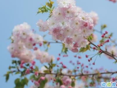 春天桃花盛开的说说带图片 赏花晒花的朋友圈文案13