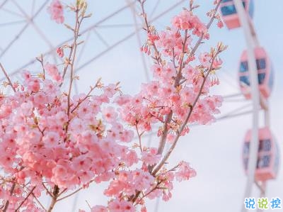 春天桃花盛开的说说带图片 赏花晒花的朋友圈文案7