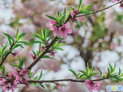 春天桃花盛开的说说带图片 赏花晒花的朋友圈文案14