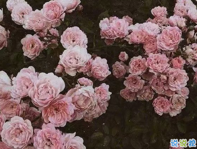 微博文艺小短句带图片 小众且好听的微博句子7