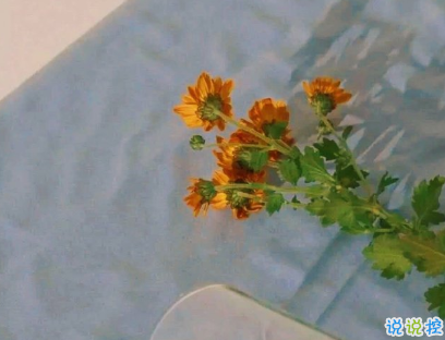 简短真挚现实的人生感悟 生活的目标不是爱情是快乐2
