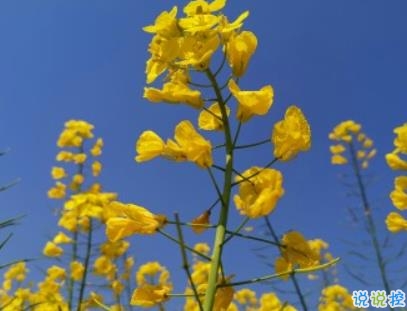 适合油菜花的文案 2020看油菜花的句子说说1