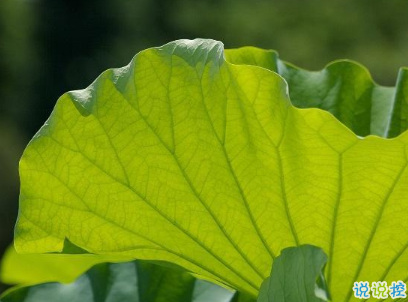 端午节经典语录大全 端午节句子简短20202