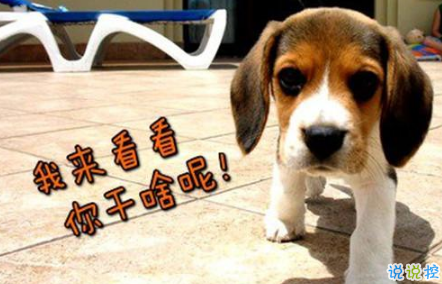 生活中那些搞笑的说说大全：好看的皮囊嫌你丑。有趣的灵魂厌你俗2