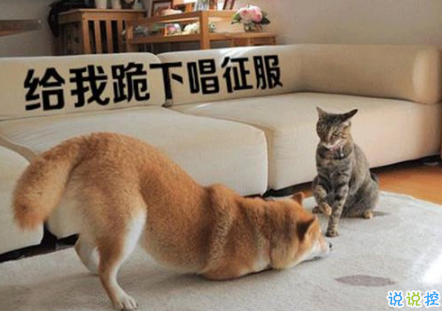 生活中那些搞笑的说说大全：好看的皮囊嫌你丑。有趣的灵魂厌你俗1