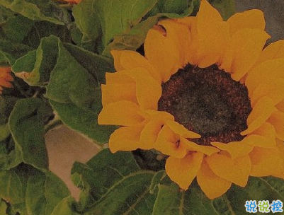 最新早安暖心话给老婆 早安我的老婆大人1