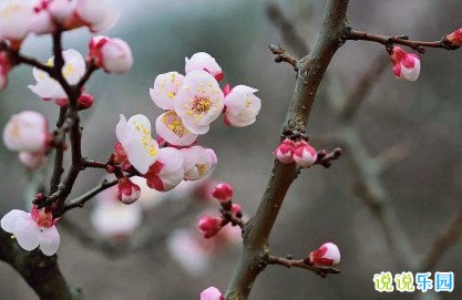 春暖花开的心情说说 春暖花开的朋友圈句子
