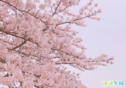 适合发圈的古风句子 惊艳朋友圈的古风说说